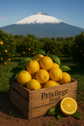 Limoni di Sicilia